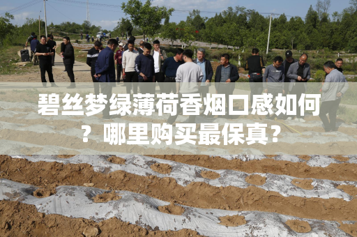 碧丝梦绿薄荷香烟口感如何？哪里购买最保真？